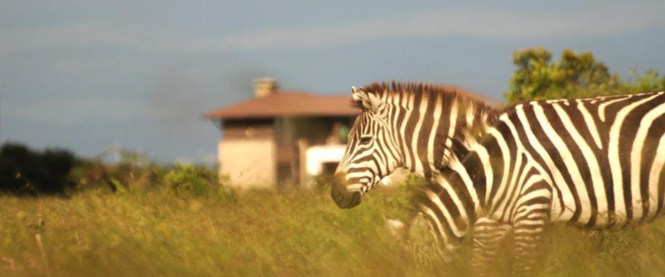 Ol Pejeta Holiday Villas Nanyuki Exteriör bild