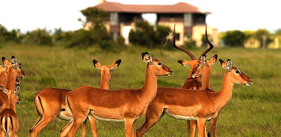 Ol Pejeta Holiday Villas Nanyuki Exteriör bild
