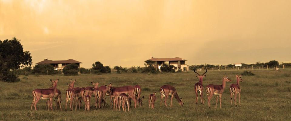 Ol Pejeta Holiday Villas Nanyuki Exteriör bild