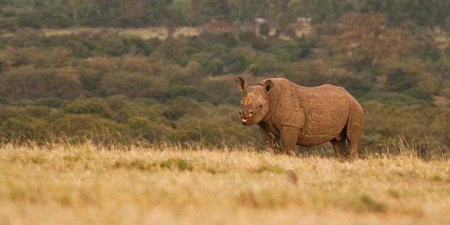Ol Pejeta Holiday Villas Nanyuki Exteriör bild